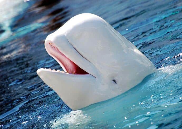 beluga whale again