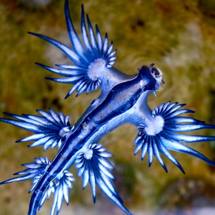 dragon slug