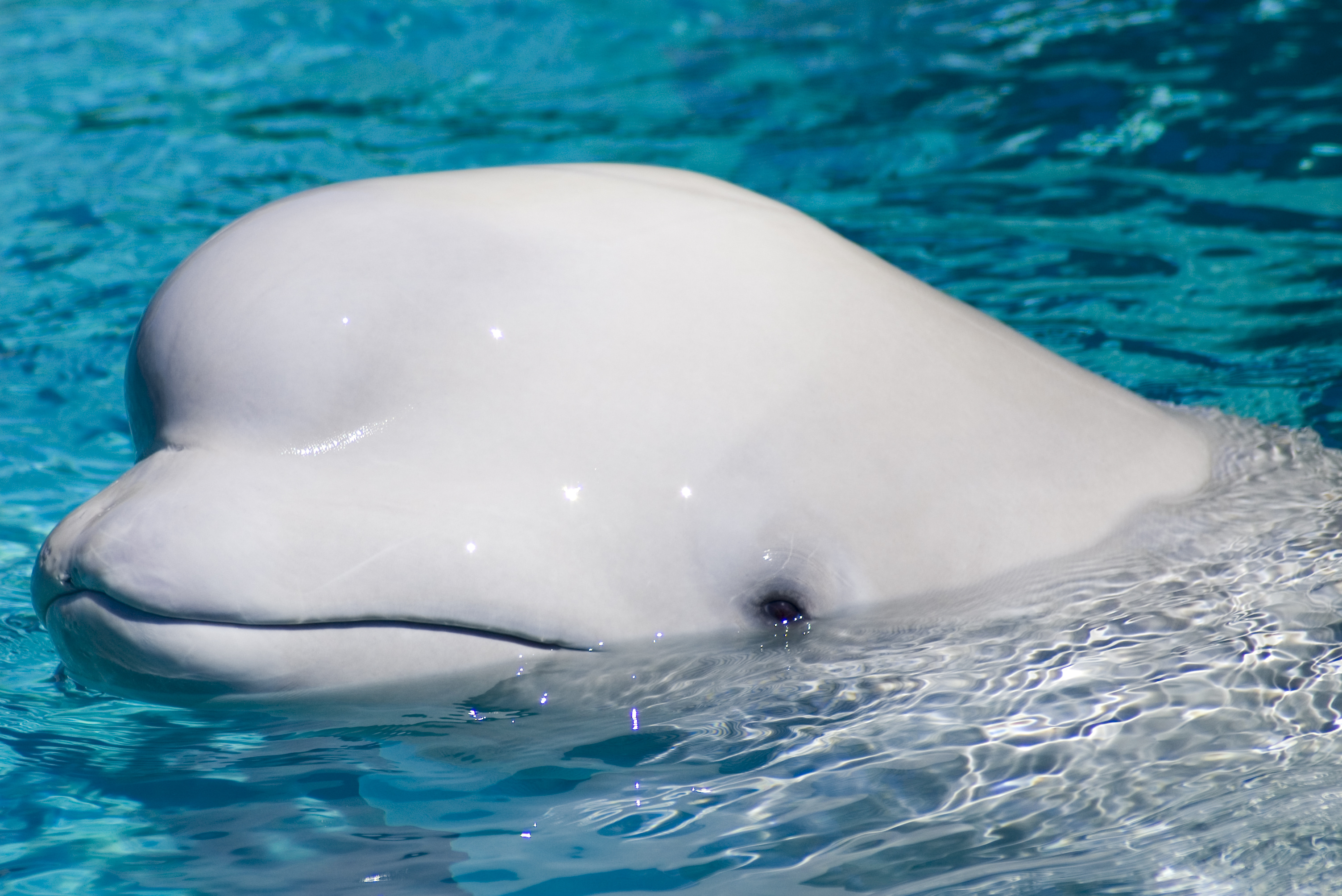 beluga whale