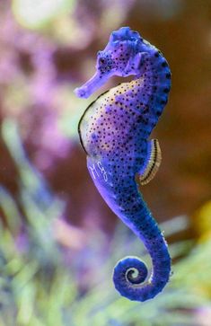 seahorse