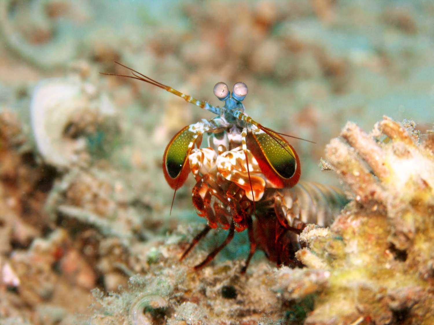 shrimp