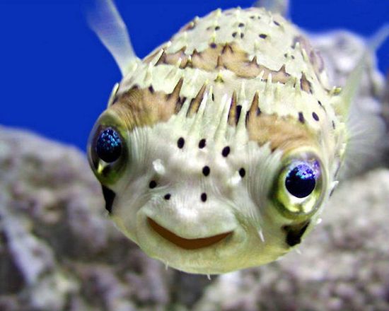 smile fish