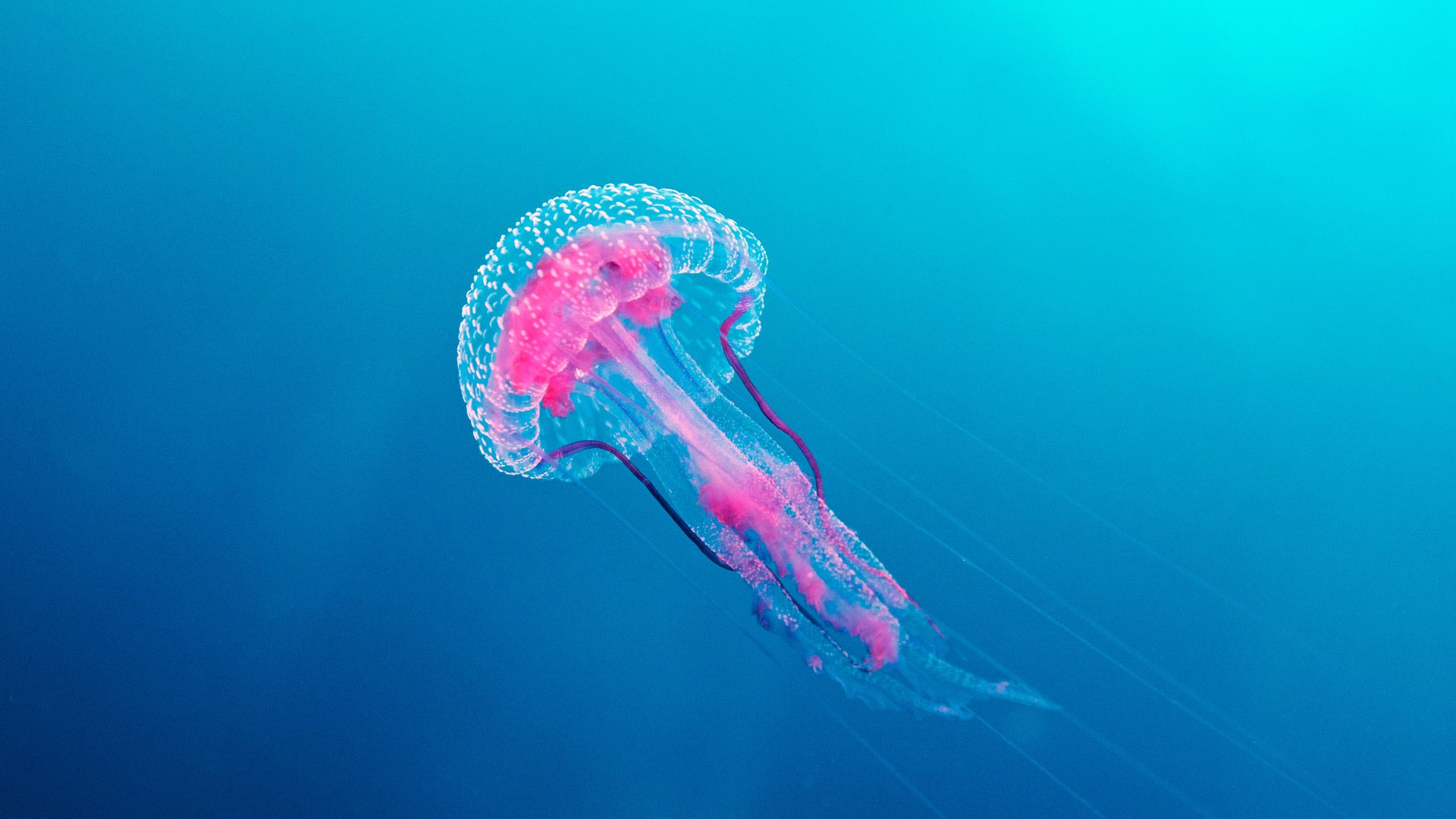 jellyfish