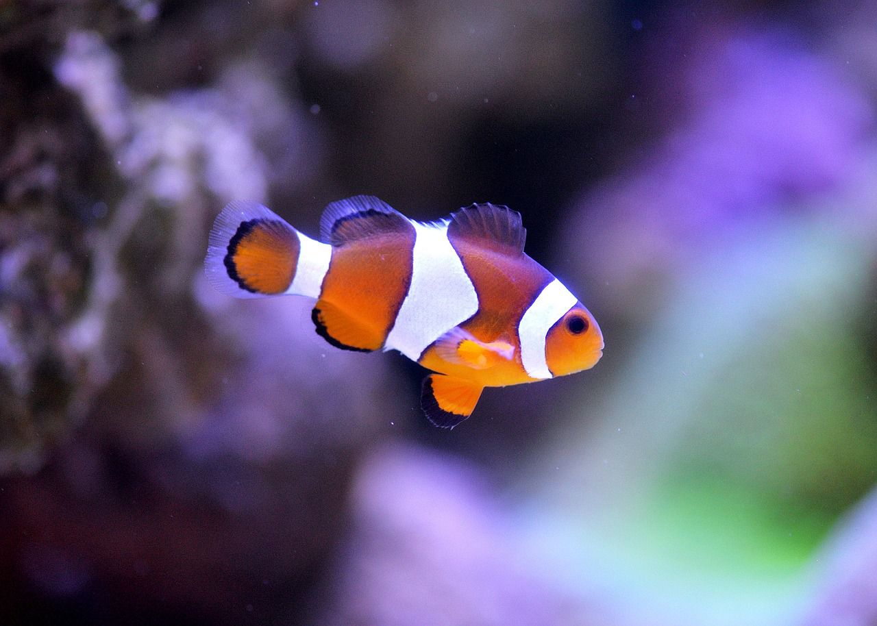 nemo