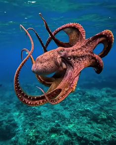 octopus